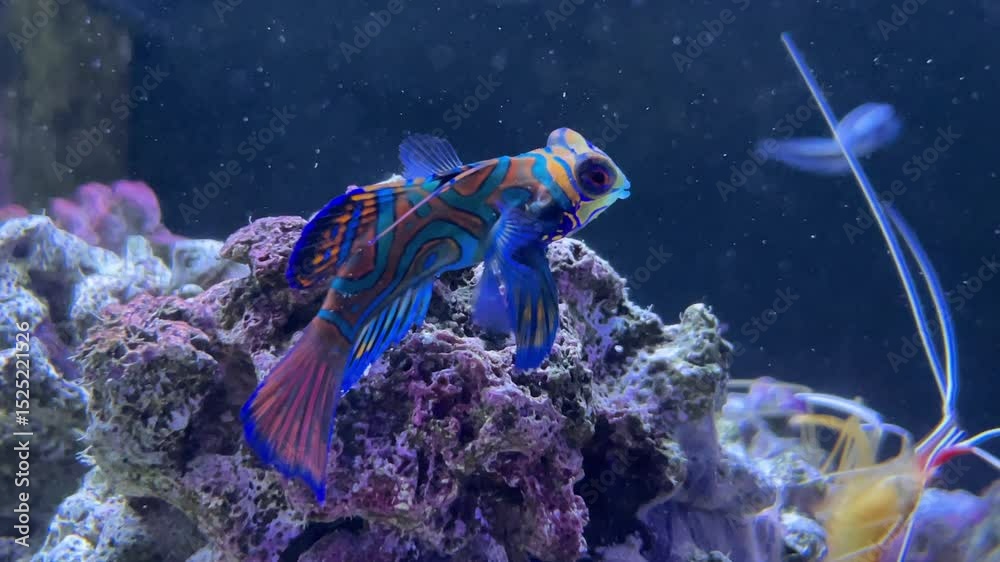 Ein Mandarinfisch im Aquarium.