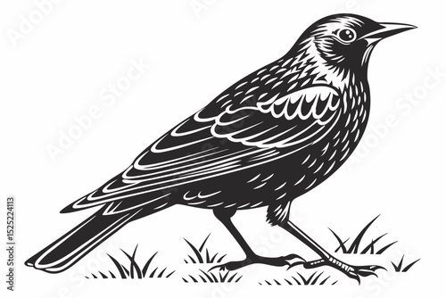starling silhoette black vector