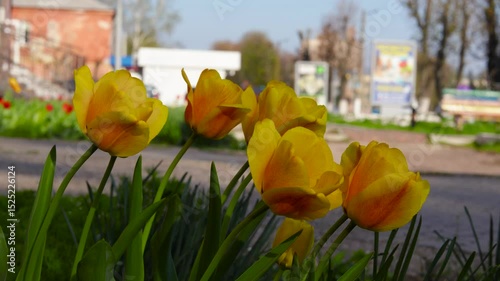 Yellow tulips sway in a strong wind in a small town flowerbed. B roll