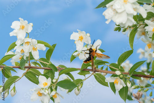 Giant Scolia on Mock Orange Flowers photo