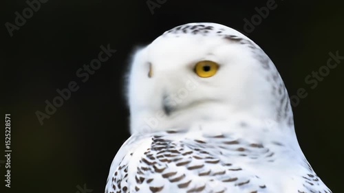 Snowy Owl With Sharp Gaze and Striking Plumage Turning in Slow Motion, Ideal for Nature, Education, or Wildlife Projects