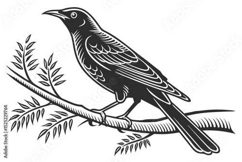 thrush sihouette black vector
