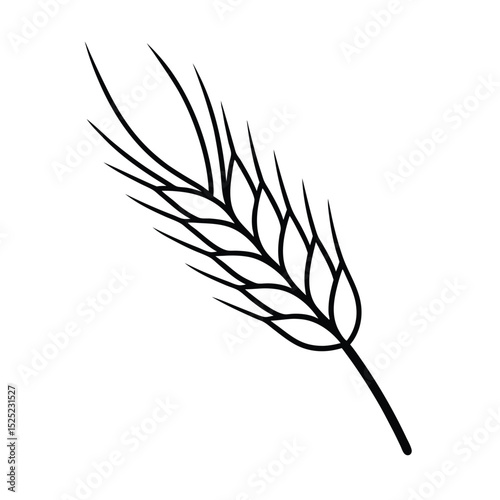 ears of wheat isolated