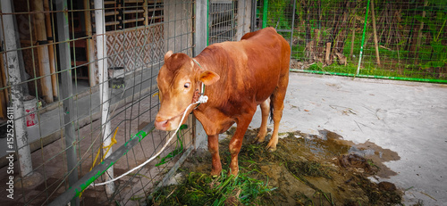 Muslim tradition of slaughtering sacrificial cows