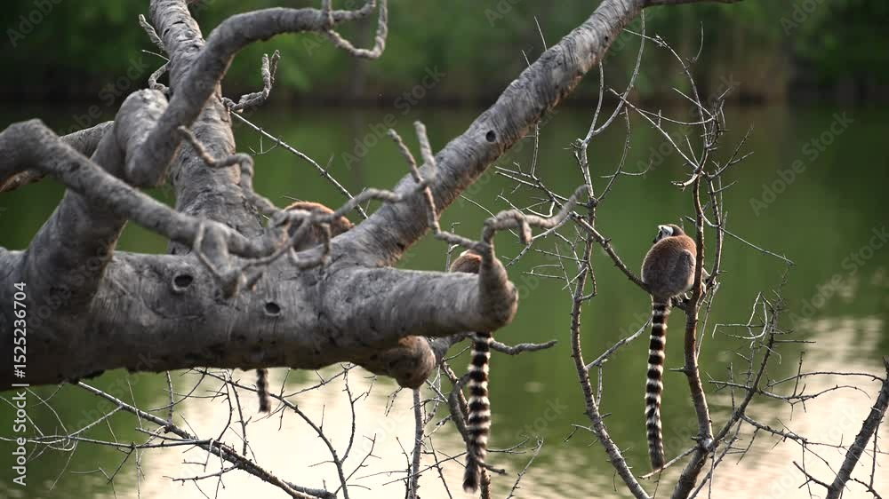 Cute Lemur Catta Family Plays Near Famous Baobab Tree in Madagascar as Sunset Paints the Sky Cute Lemur Catta Family Plays Near Famous Baobab Tree in Madagascar as Sunset Paints the Sky