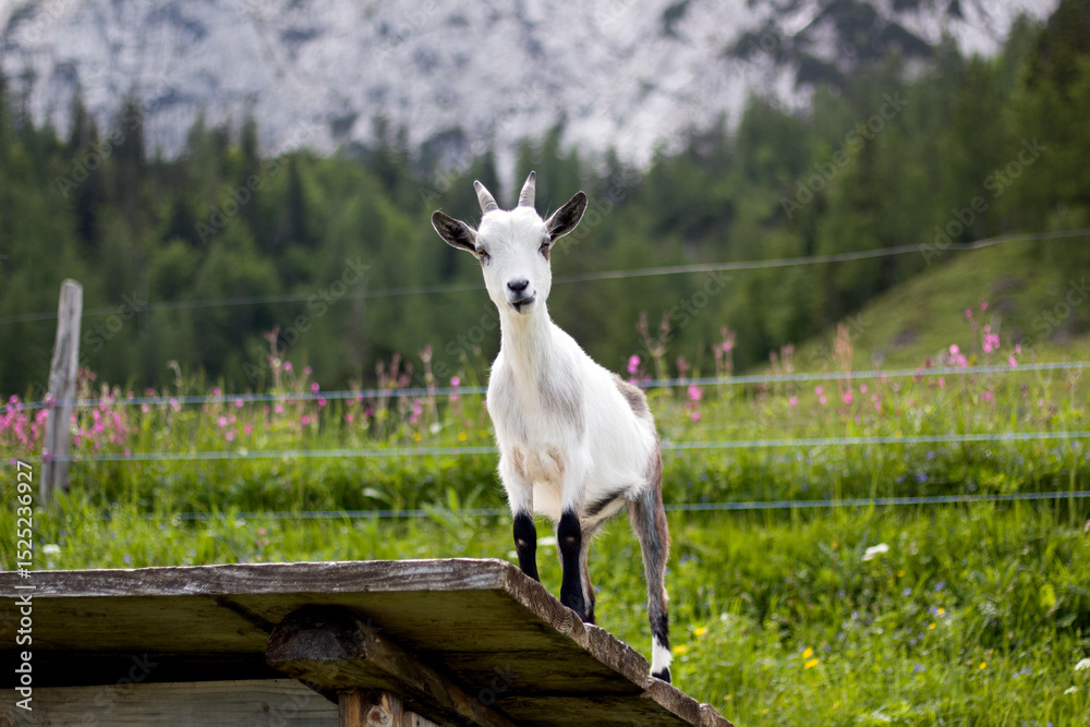 Obraz premium Mountain goat standing confidently on wooden platform in beautiful alpine meadow of Tyrol, Austria during sunny day