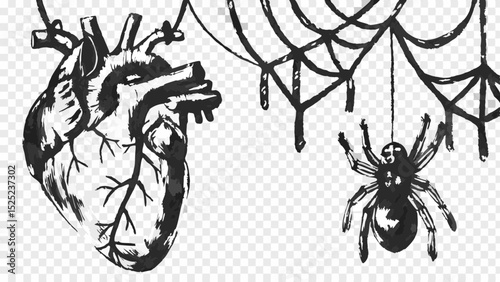 Anatomical heart beside a spider hanging from a web in a black and white ink drawing style illustration