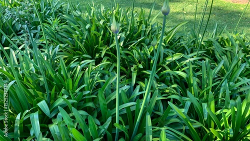 Lush green foliage whispers serenity, sprouting buds promise renewal, akin to Beltane's rebirth dance and Holi's vibrant hues