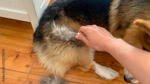 Brushing a fluffy Corgi's fur, canine spa day evokes cozy Hygge vibes, pet pampering on National Dog Day