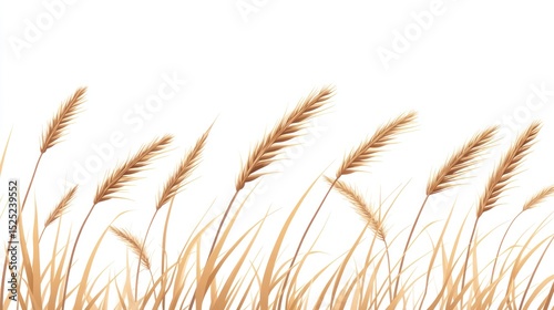 A horizontal illustration of light brown wheat stalks against a white background, showing varied heights and sways