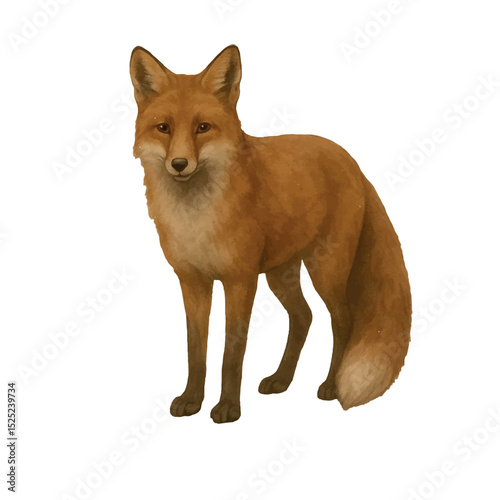 Vector freehand watercolor illustration of a Fox isolated on a white background. Hand drawn Foxy watercolour for design, foxiness logo, postcards, posters and digital projects