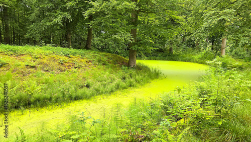 See im Wald in Dänemark