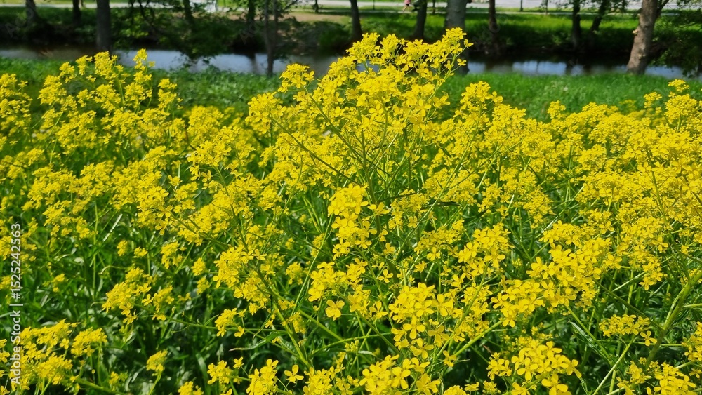 Obraz premium field of yellow flowers, Yellow rapeseed field on the summer day. Rapeseed field in the background. Macro of yellow flowers in nature on a background of trees. yellow a field with rapeseed in the park