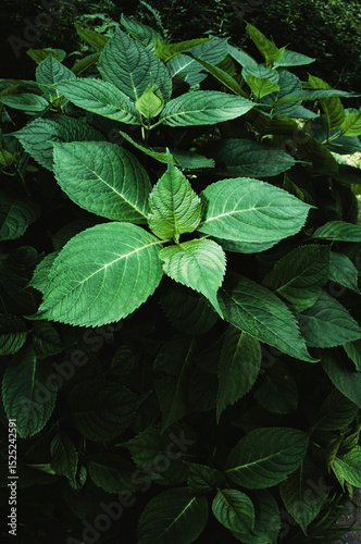 primo piano di cespuglio di ortensia, hydrangea, con grandi foglie verdi