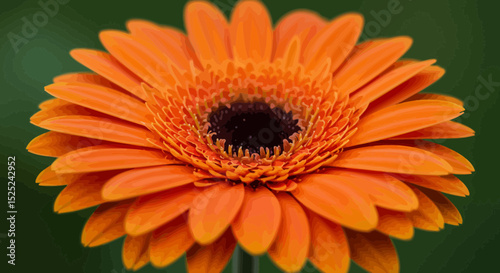 Captivating macro shot of a vibrant orange gerbera daisy in full bloom