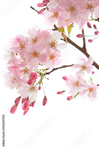 淡いピンクの思川桜のクローズアップ　白背景