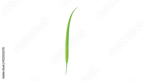 Plant 10: Blades of grass vector design on white background