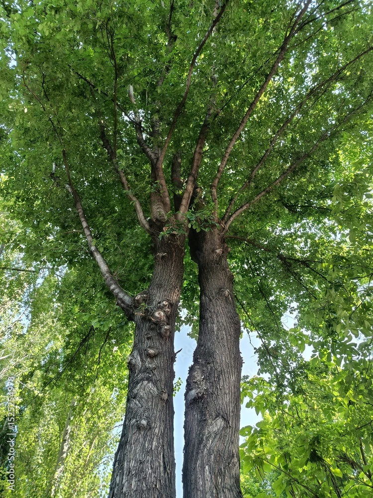 Fototapeta premium Green trees in the park, amazing nature
