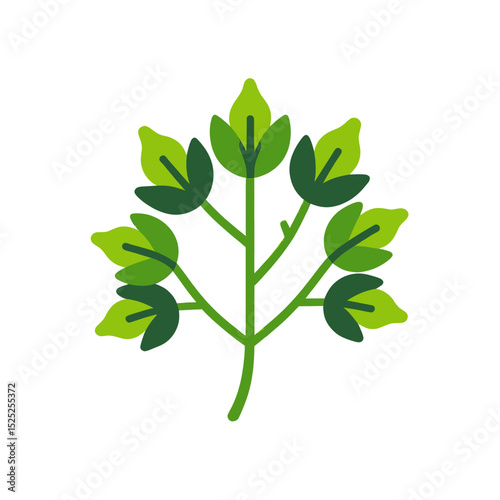 cilantro-herb-icon-vector-graphic-fresh-green-leaves-illustration
