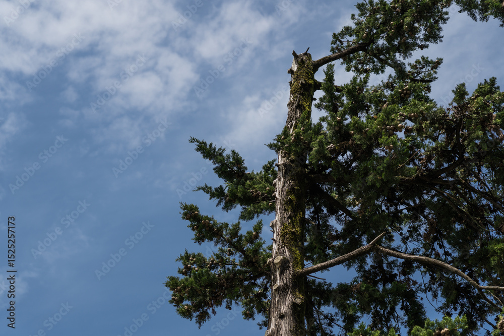 Fototapeta premium A spruce tree trimmed on one side