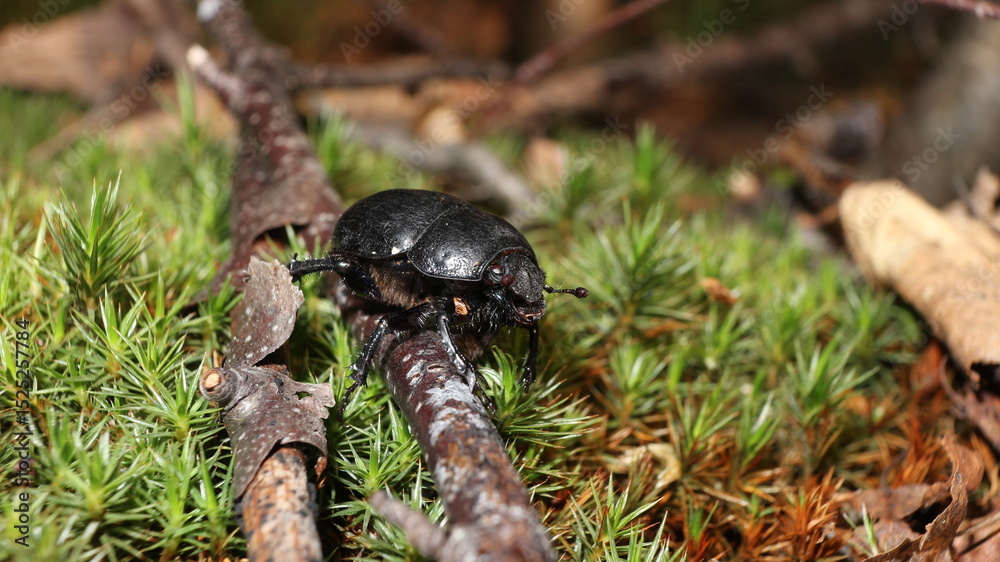 Obraz premium black beetle