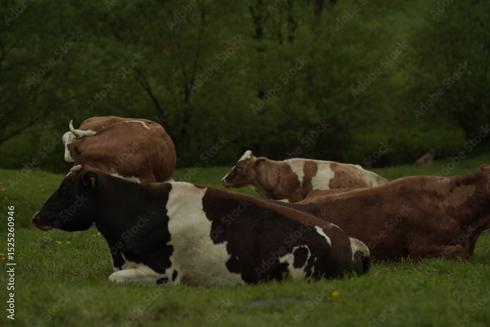 Obraz premium cows in a field