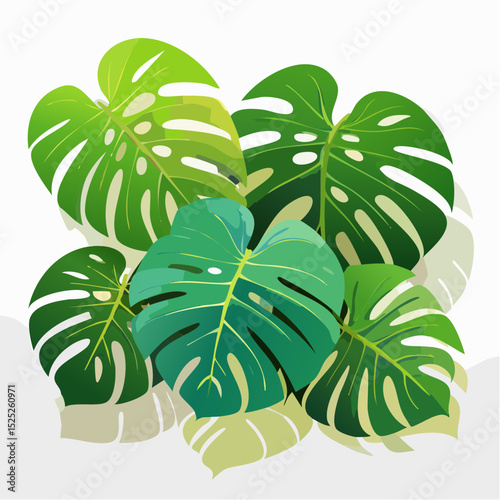 Vector illustration of lush green monstera leaves in a stylized flat design, showcasing botanical details and natural beauty on a white background