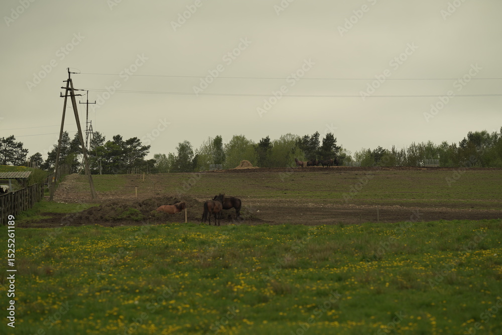 Fototapeta premium cows in a field