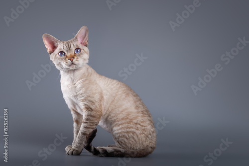 Vászonkép Cute adorable devon rex young cat on isolated grey background
