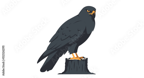 A dark-colored hawk perched on a tree stump, alert and facing forward.