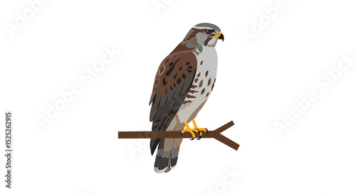 A detailed illustration of a perched falcon, observing its surroundings on a branch.