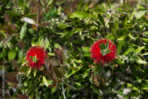 Callistemon comboynensis growing in a Japanese garden in Batumi, Georgia
