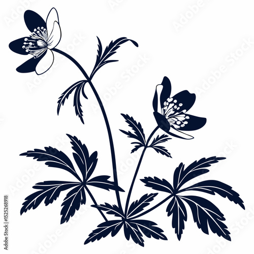 black and white wood-anemone-
