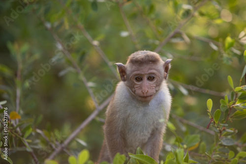 macaque sitting on a tree, monkey, animals of sri lanka
