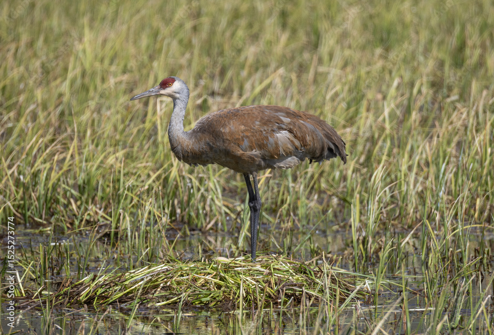 Obraz premium Sandhill Crane at a Nest in a Wyoming Pond in Springtime