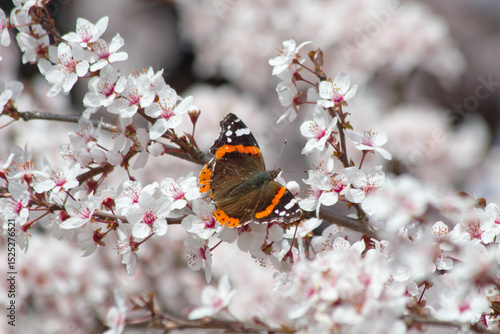 Red admiral butterfly sitting on branch full of blossom, close-up. photo