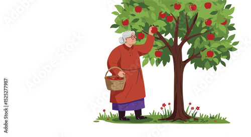 Elderly woman picking apples from tree with basket in garden  