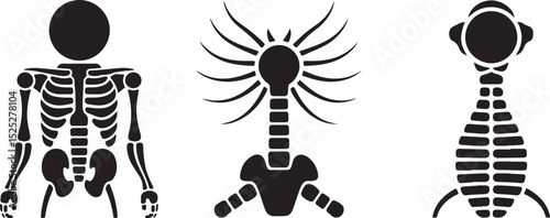 Human Skeleton Anatomy Illustrations Torso, Spine, and Ribcage