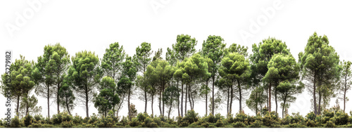 Lush Forest Landscape