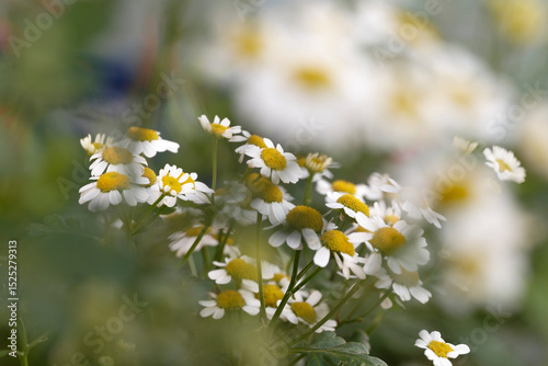 Fototapeta Naklejka Na Ścianę i Meble -  Close up of Feverfew flowers (anacetum parthenium)
