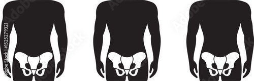 Male Human Anatomy Pelvis Bone Structure Illustration