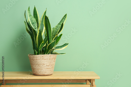 Beautiful sansevieria plant...