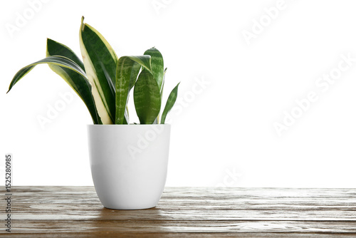 Beautiful sansevieria in fl...