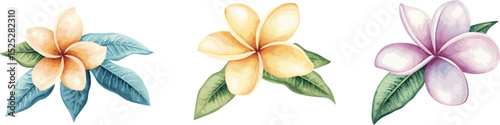 3 sets of colorful frangipani flowers with leaves isolated on white background. Vector design illustration for Decoration