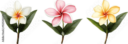 Set of frangipani flowers with white pink and yellow petals with stems and green leaves. Vector design illustration for Decoration