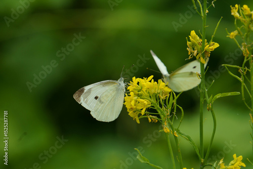 菜の花の蜜を吸うモンシロチョウ