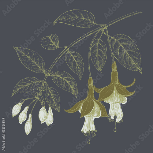 Delicate flower illustration featuring fuchsia blooms and leaves, showcasing intricate details and calming aesthetic