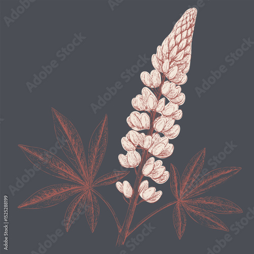 Lupine flower illustration with detailed petals and leaves, showcasing natural beauty and elegance