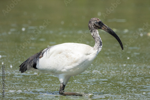 Ibis sacro, Threskiornis aethiopicus, nell'oasi naturalistica.