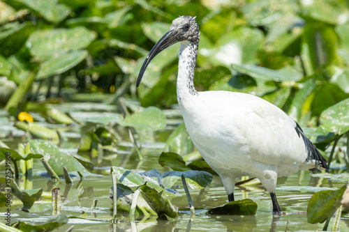 Ibis sacro, Threskiornis aethiopicus, nell'oasi naturalistica.